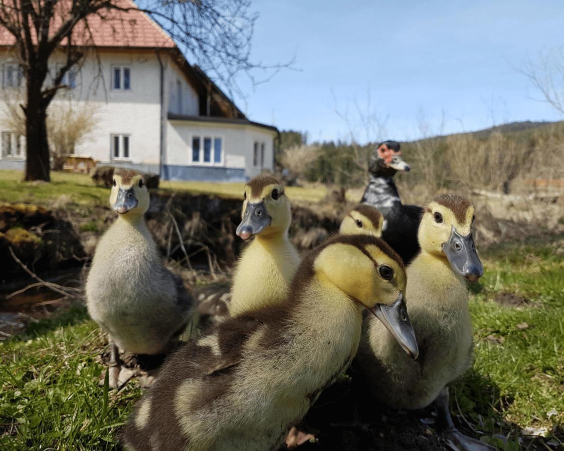 Living Legends - Tiny House Auf Den Wiesen Der Edermuehle Hotel Grosspertholz ภายนอก รูปภาพ